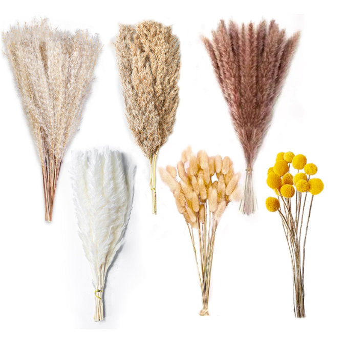 Set of dried flower bouquets in various colors on a white background